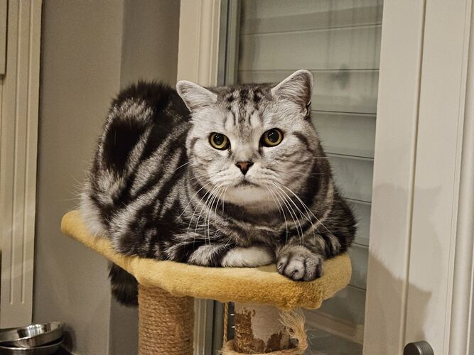 Foto van Azrael