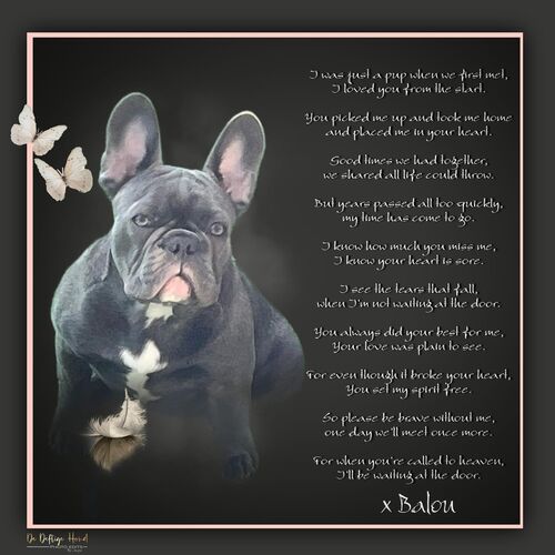 Foto van Balou