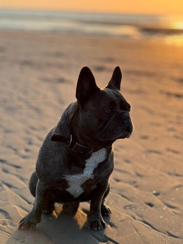 Foto van BALOU