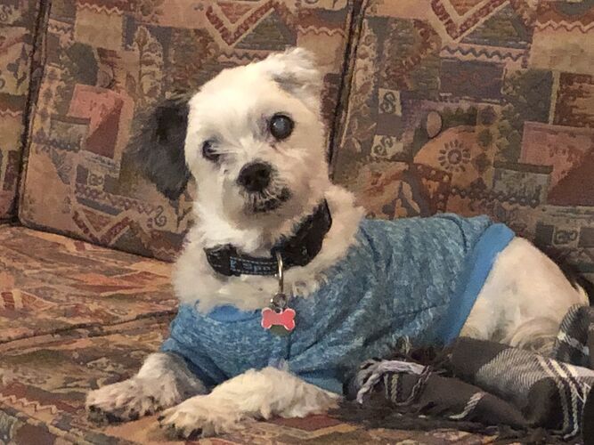 Foto van Benji