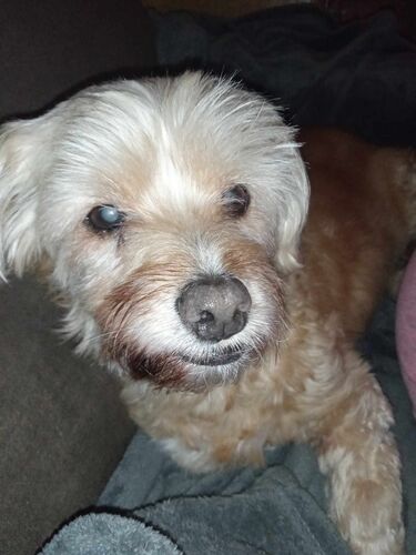 Foto van Benji