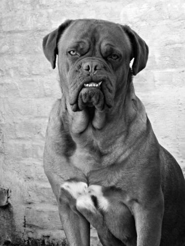 Foto van Bijou