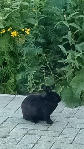 Foto van Blackie