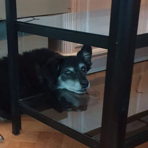 Foto van Bobby