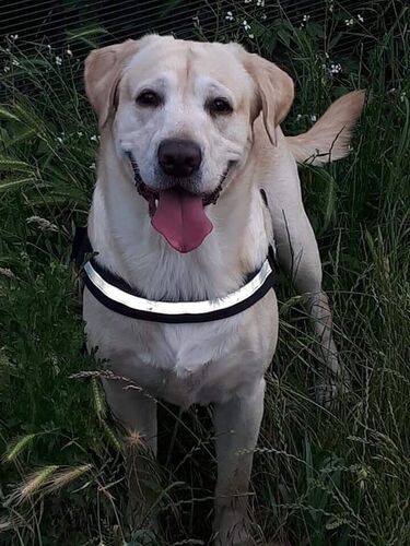 Foto van Bobby