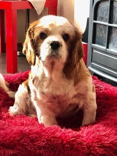 Foto van Boris