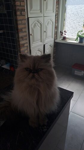 Foto van Browny