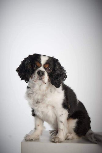 Foto van Buddy