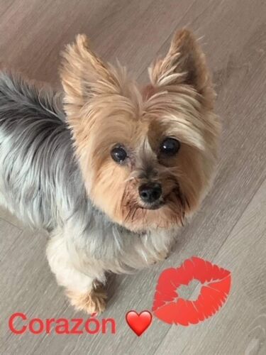 Foto van Corazon