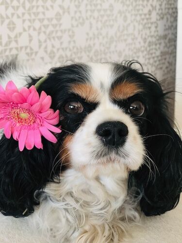 Foto van Cedo
