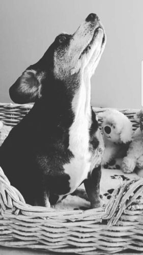 Foto van Daisy