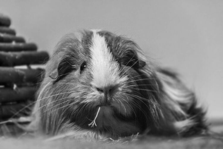 Foto van Dava