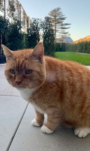 Foto van Dikkie