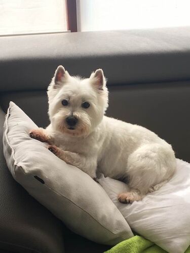 Foto van Dizzy