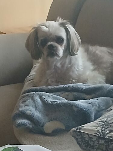 Foto van Dolly
