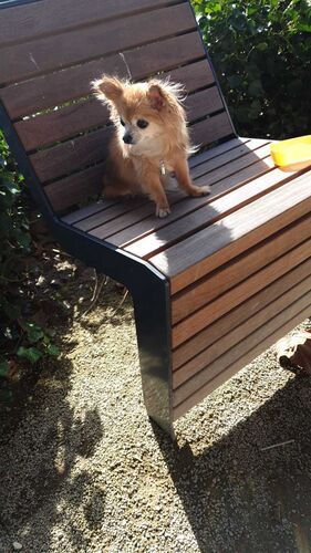 Foto van Dotty
