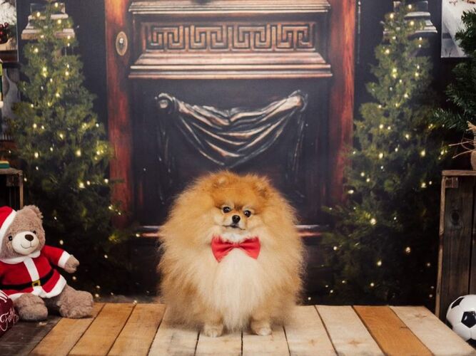 Foto van Simba
