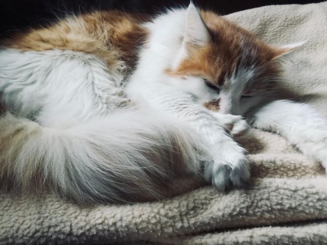 Foto van Figo