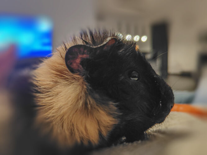 Foto van Flora