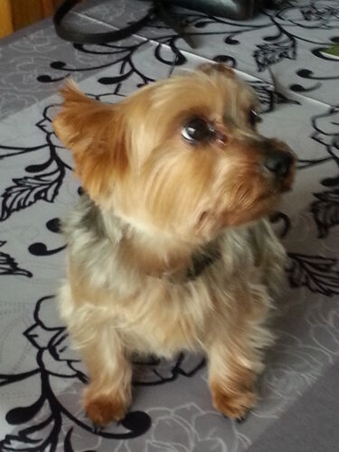 Foto van Flossy