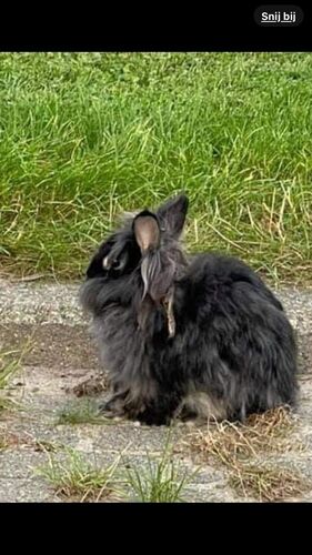 Foto van Pluisje - Fluffy