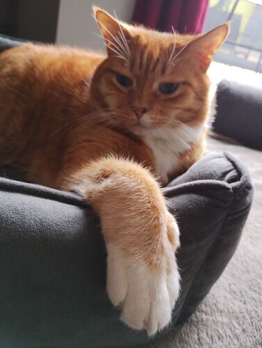 Foto van Garfield