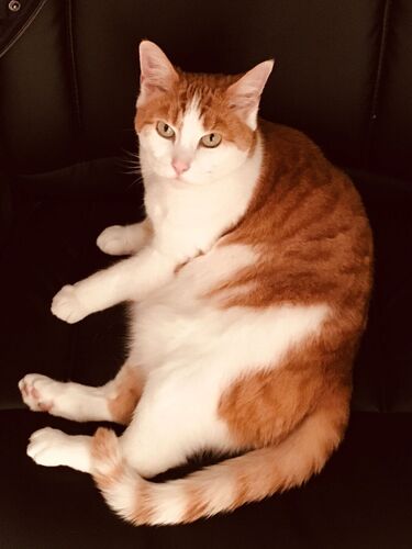 Foto van Garfield