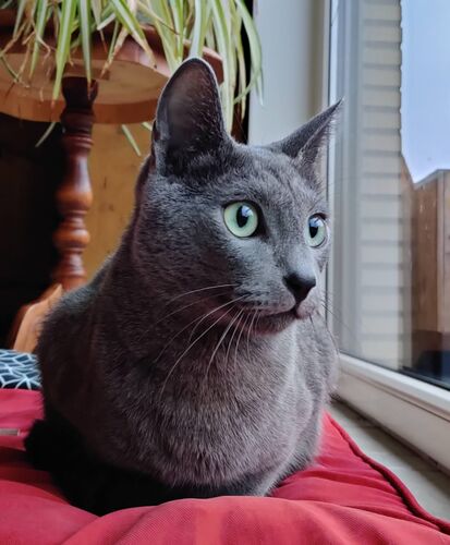 Foto van Gizmo