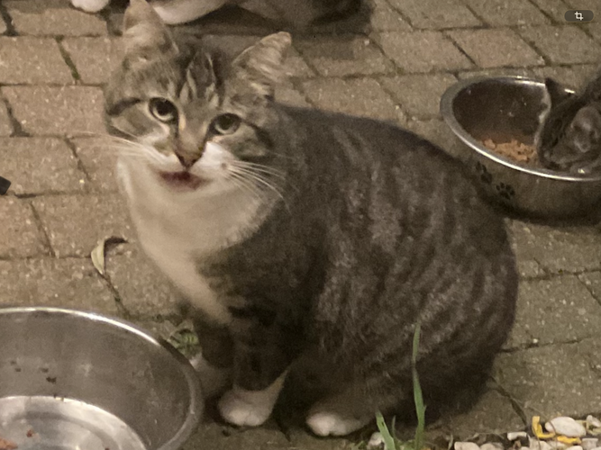 Foto van Gizmo