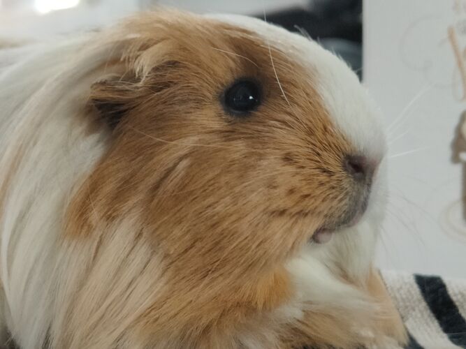 Foto van Gizzmo