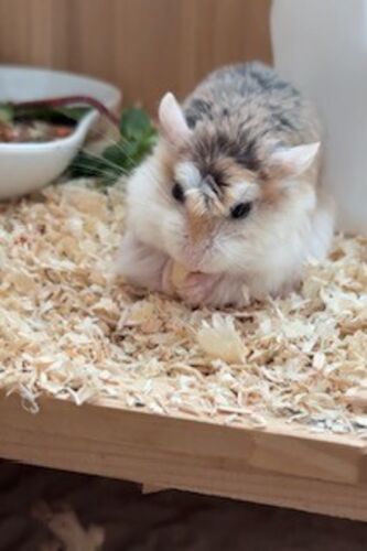 Foto van Mochi