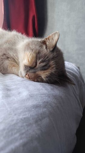 Foto van Holly