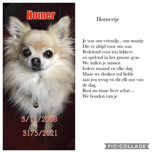 Foto van Homer