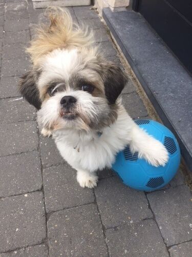 Foto van Simba