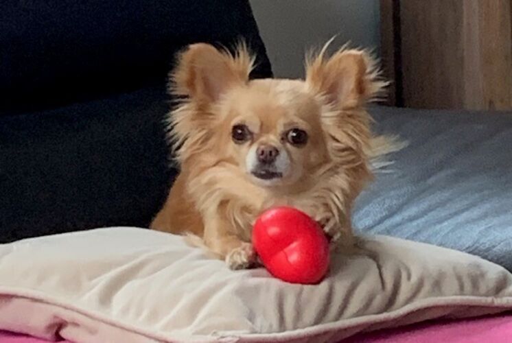Foto van Skye