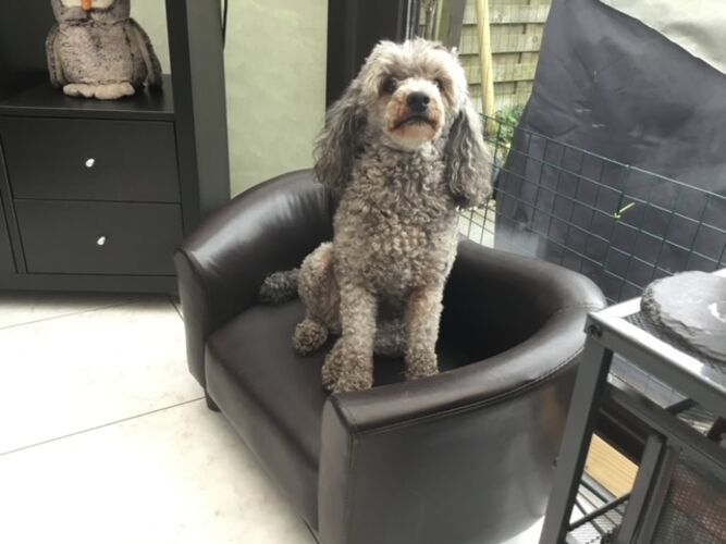 Foto van Babette