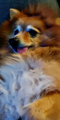Foto van Thor