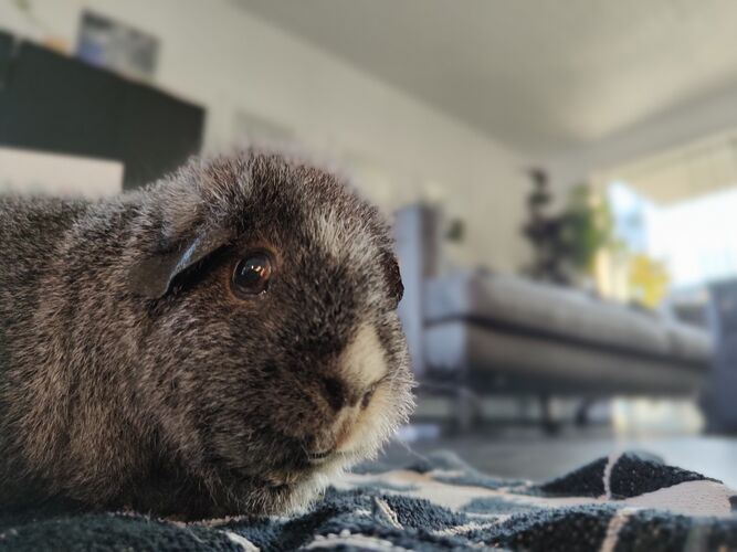 Foto van Luna