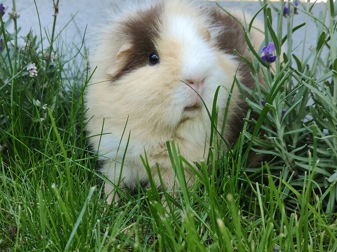 Foto van Cosmea