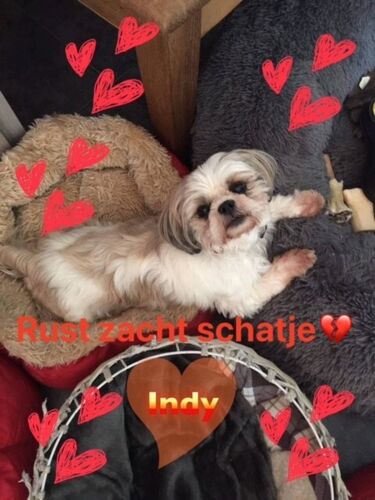 Foto van Indy