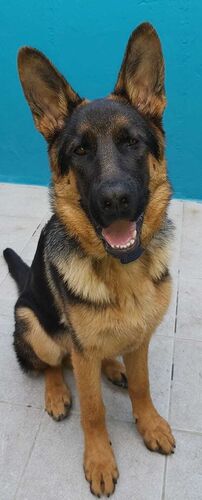 Foto van Jack