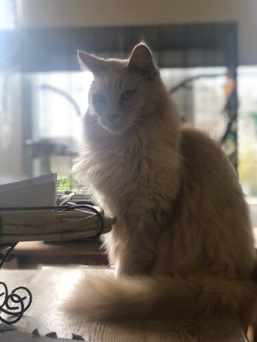 Foto van Jinx