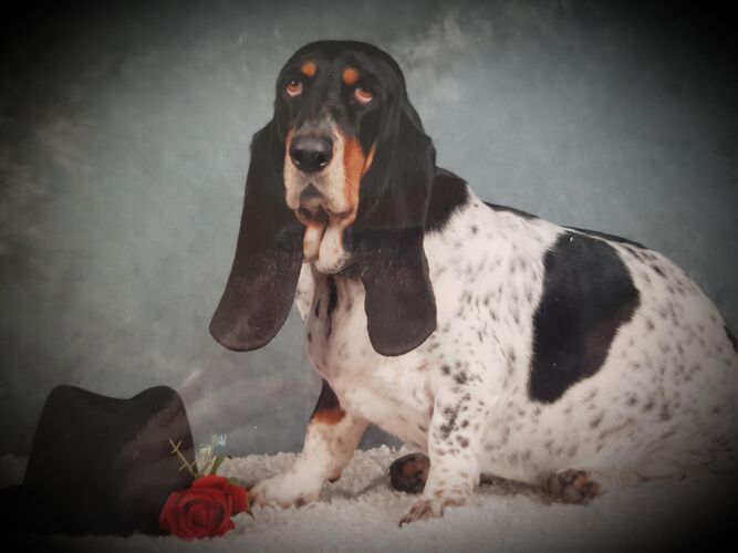 Foto van Joy