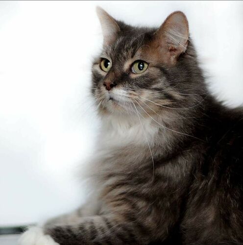Foto van Balou