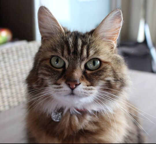 Foto van Minou