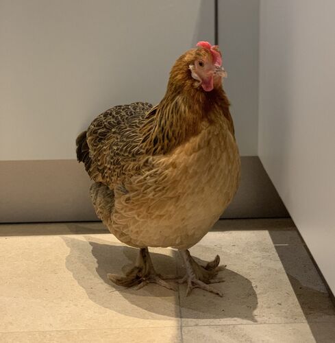 Foto van Kato