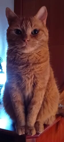 Foto van Simba