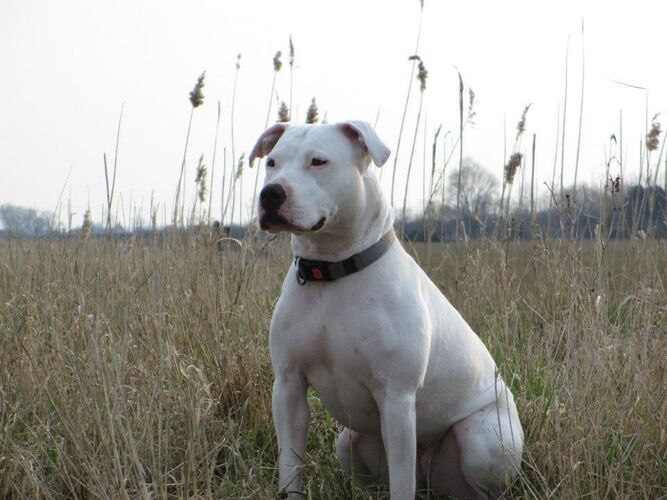 Foto van Laika