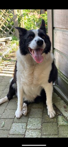 Foto van Layla