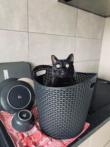 Foto van Leo